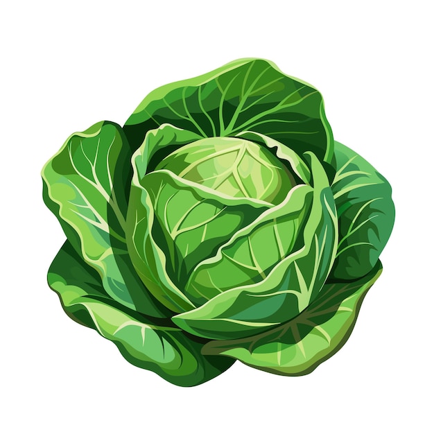 Cabbage with big bright green leaves Fresh and healthy food Vegetarian nutrition