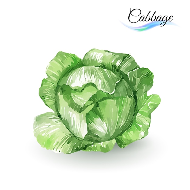 Cabbage