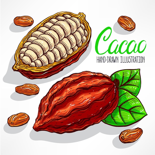 Illustrazione di fagioli, frutta e foglie di cacao