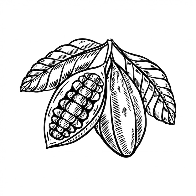 Cacao fruit hand getekende illustratie