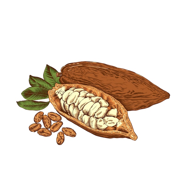 Cacao illustratie