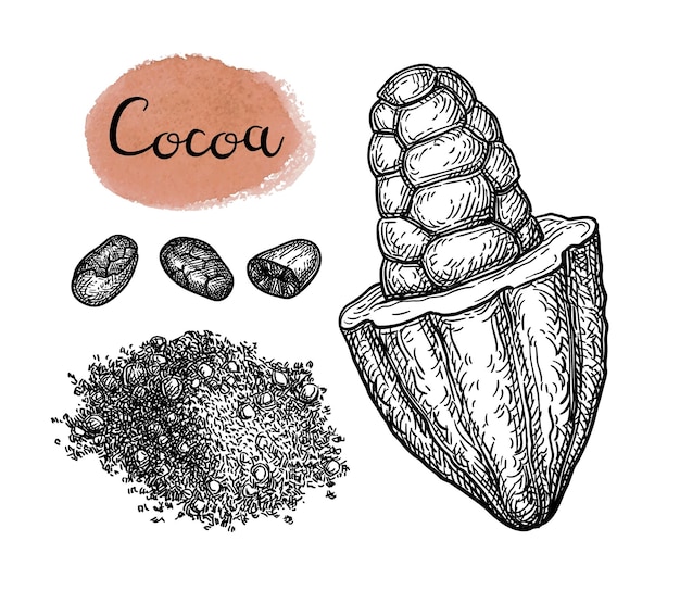 Cacao pod, bonen en poeder. vintage stijl ink schets.