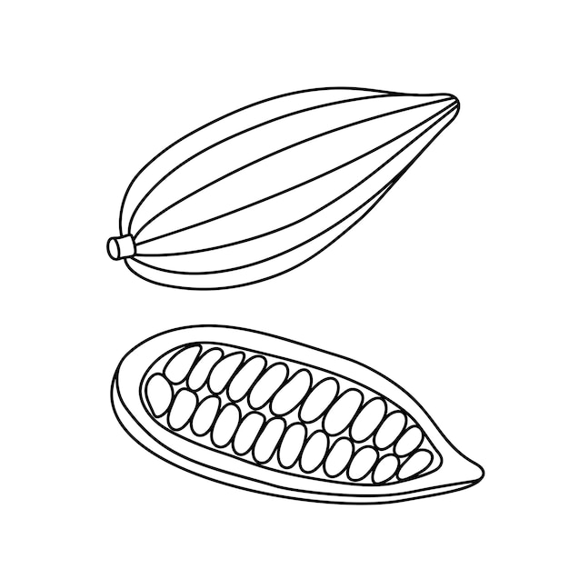 Cacao pod with beans in the doodle style