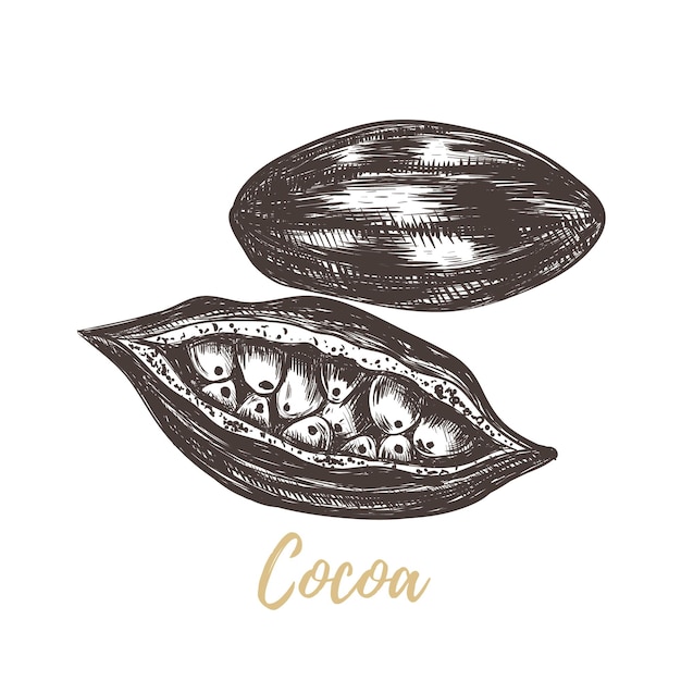 Vector cacao schets vectorillustratie cacao hand tekenen botanische handtekening