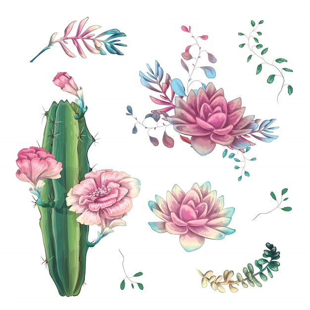 Vector cacti hand drawn on a white background