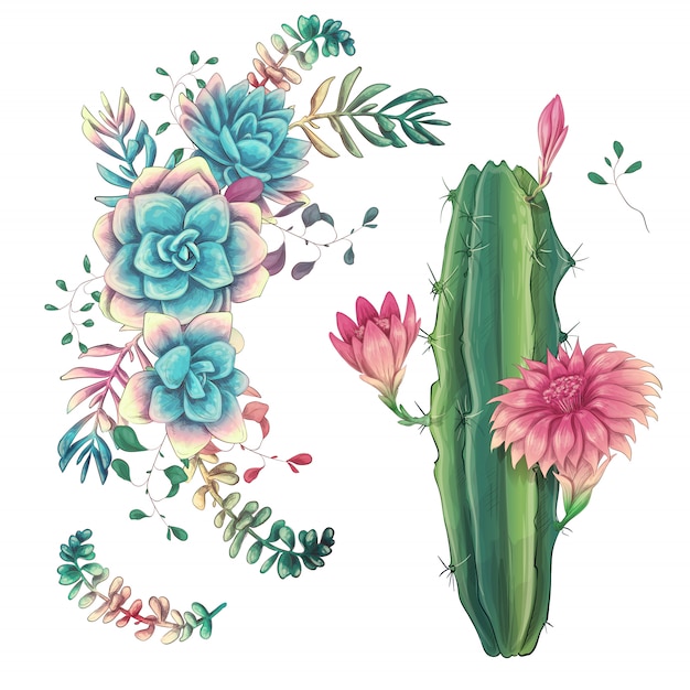  Cacti hand drawn on a white background