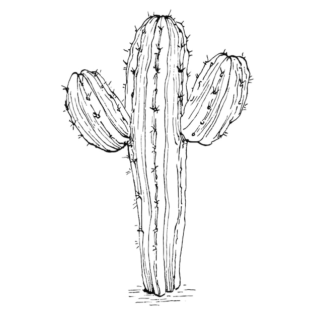 Illustrazione isolata di cactus su sfondo bianco icone di cactus o elemento logo per le carte cactus del deserto piante tropicali giardino estivo decorato disegnato a mano