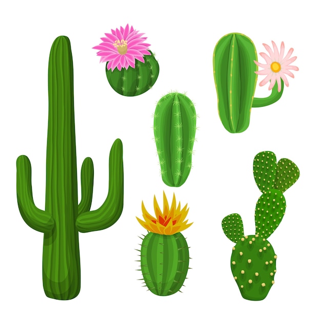 Vector cacti plant set