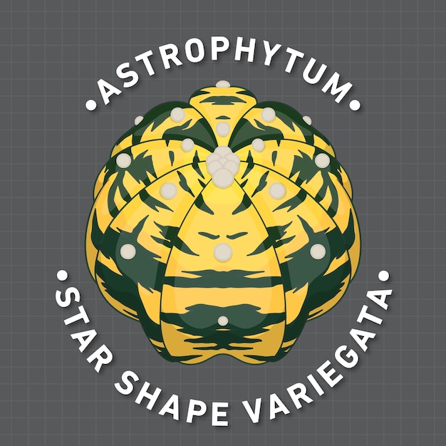 Vector cactus astrophytum star shape variegata