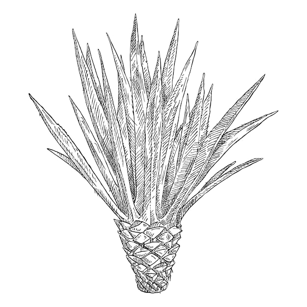 Vector cactus blue agave. vintage vector black hatching illustration. isolated on white background