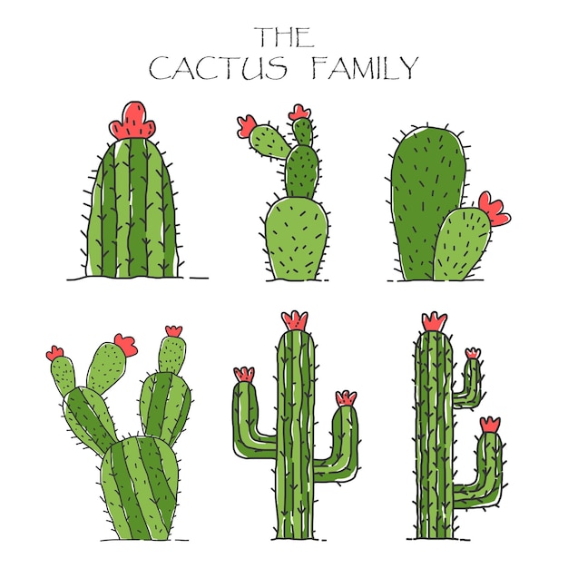 Cactus Collectie Set Cartoon Stijl. Kleurrijke schattige illustratie.