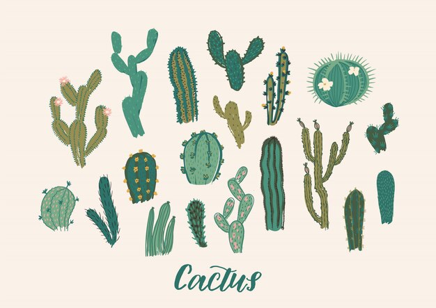 Cactus collectie set.