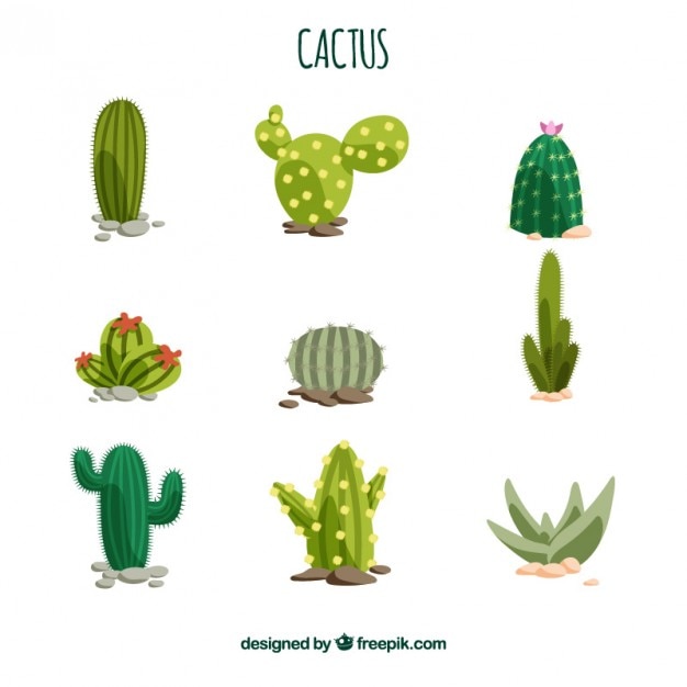 Cactus collection