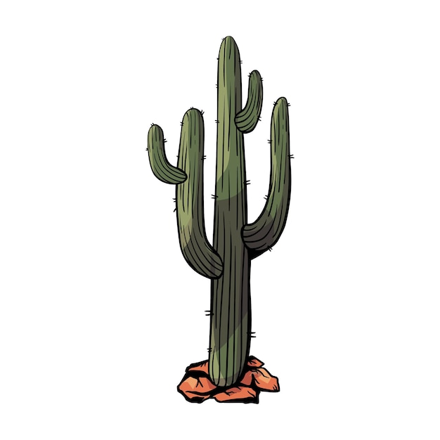 Vettore cactus nel deserto cartoon vettore e illustrazione cactus disegnato a mano isolato su sfondo bianco peyote nelle rocce