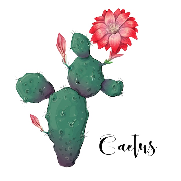 Vector cactus in desert vector and illustration