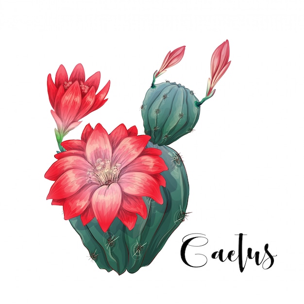 Cactus in desert vector and illustration