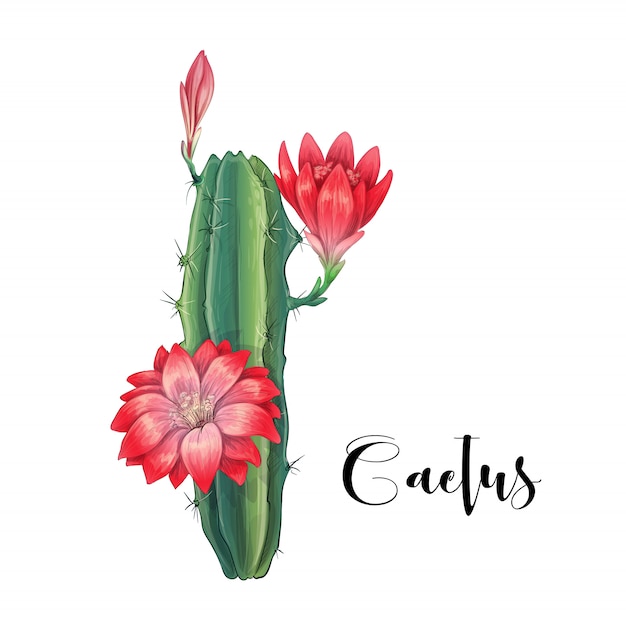 Cactus in desert vector and illustration