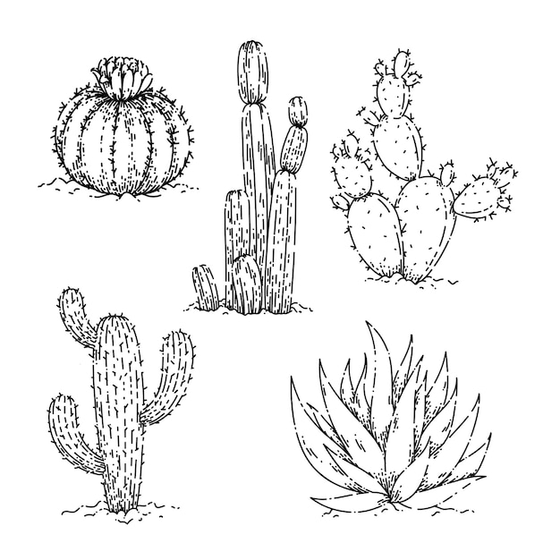 Cactus dessert schets hand getekende vector