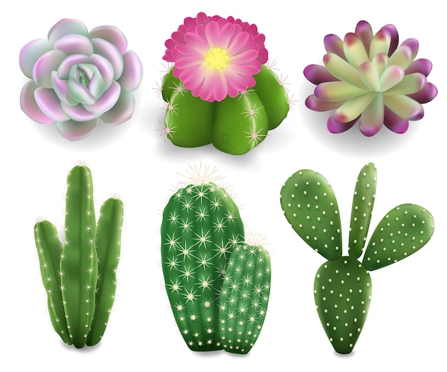 Cactus en vetplanten instellen vector geïsoleerde illustratie