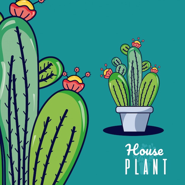 Cactus house plants