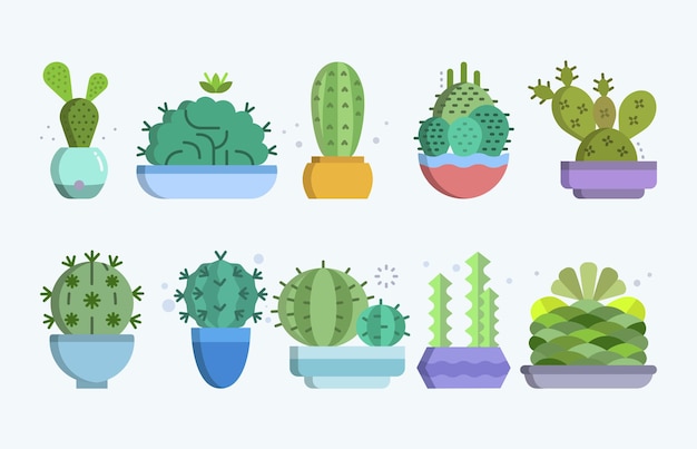 cactus huis planten set