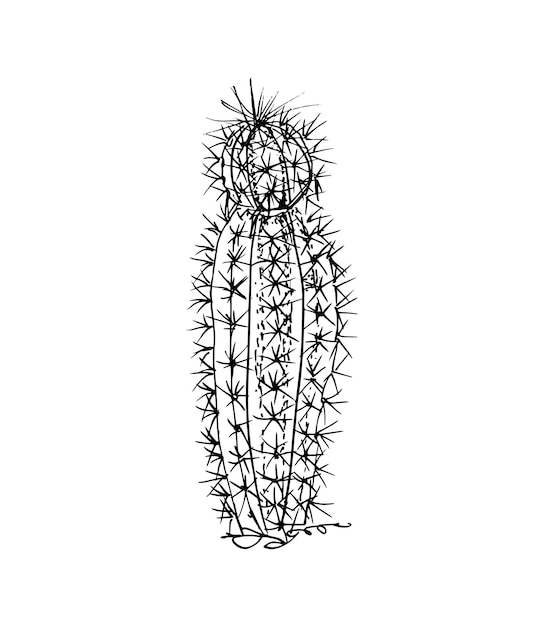 Cactus Illustratie in Art Ink Style