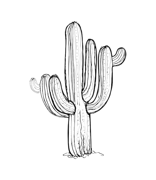 Cactus Illustratie in Art Ink Style