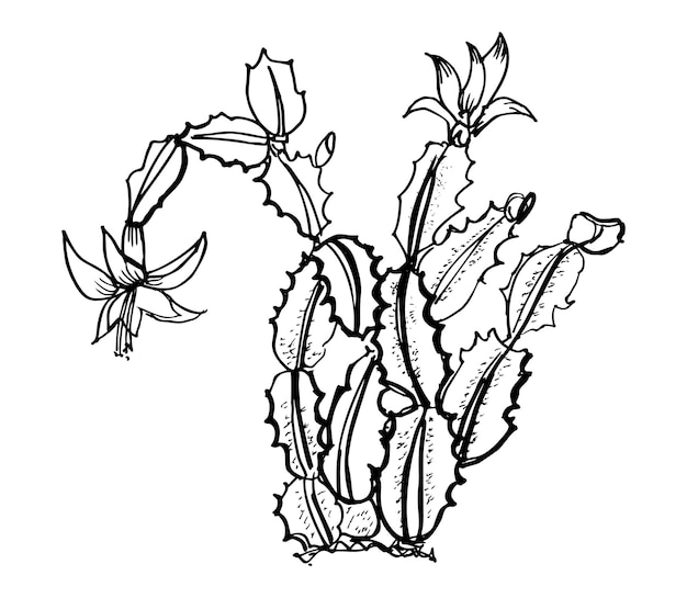 Cactus illustratie in art ink style