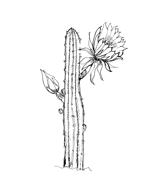 Vettore illustrazione del cactus nello stile dell'inchiostro di arte