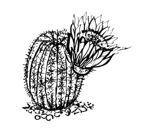 Illustrazione del cactus nello stile dell'inchiostro di arte