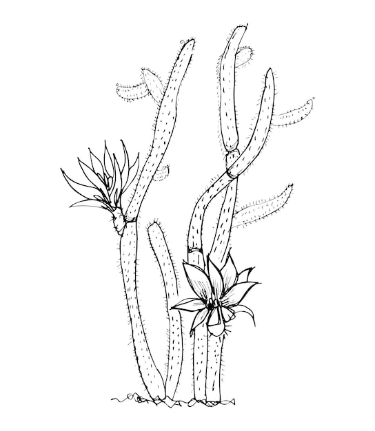 ベクトル アート インク スタイルのサボテンのイラスト