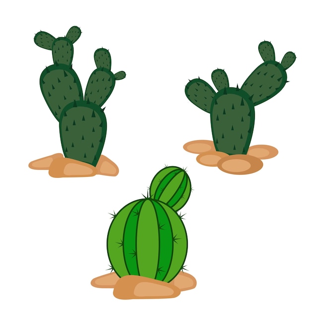 Cactus illustration vector