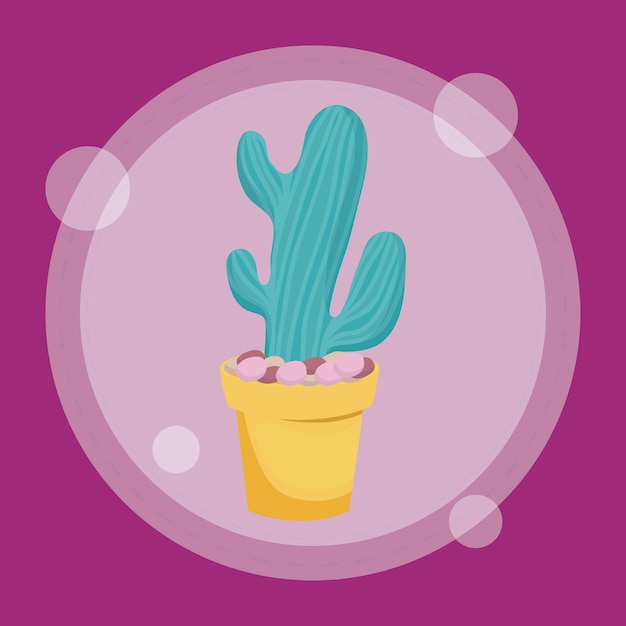 Cactus in pot