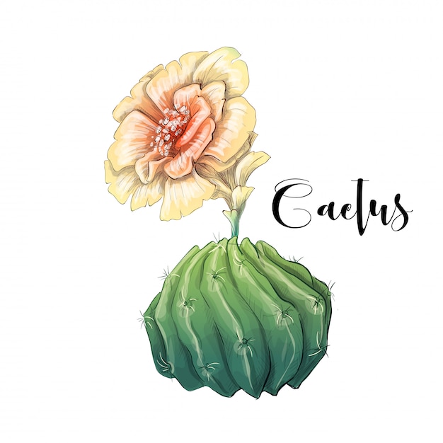 Cactus in woestijnvector en illustratie