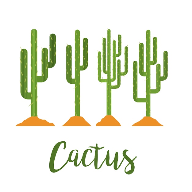 Vector cactus isolated design