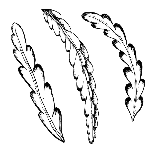 Vector cactus leaves vector graphic illustration set in black white outline sketch of tropical pitaya