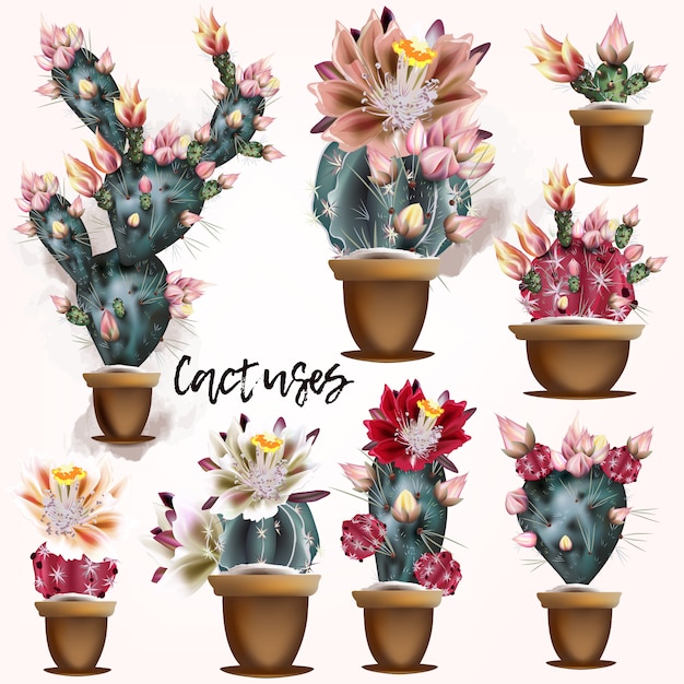 Vector cactus ontwerpt collectie