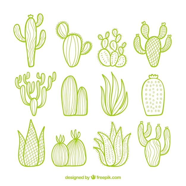 Cactus pack con stile disegnato a mano