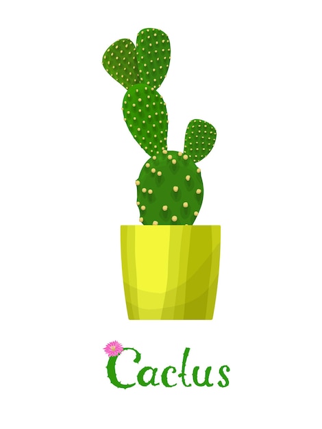 Cactus plant illustration