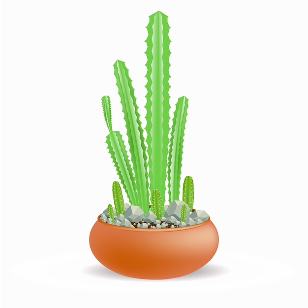 Cactus in pot