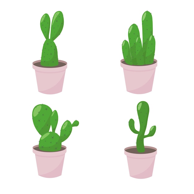 cactus in pots