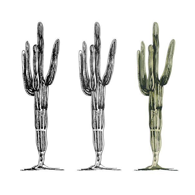 Vettore pianta di cactus saguaro. illustrazione di colore di tratteggio dell'annata di vettore. isolato su sfondo bianco.