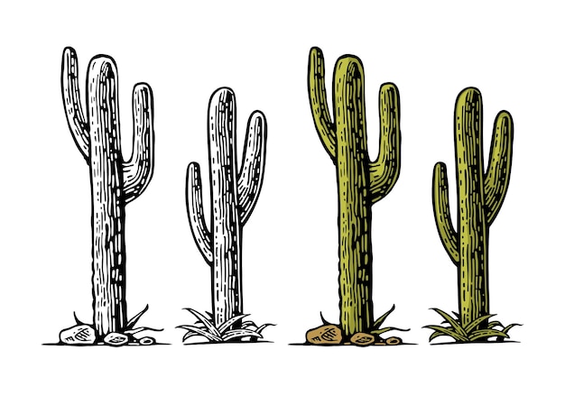 Cactus saguaro vector hand getekende vintage gravure voor poster label geïsoleerd op een witte achtergrond