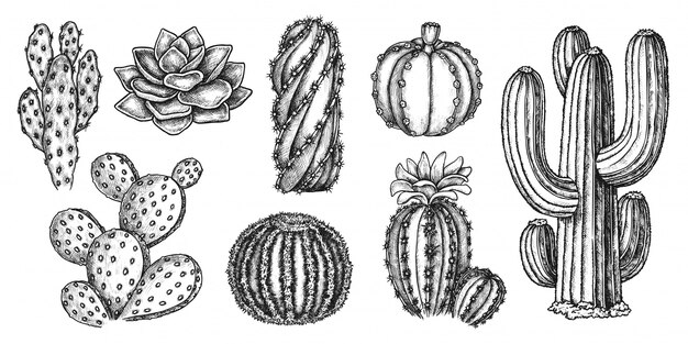 Vector cactus sketch.  hand drawn exotic mexican succulent plant  icon collection. engraved  desert cactus sketches botanical illustration