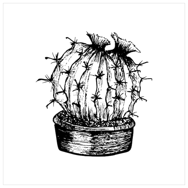 Cactus sketch. Hand drawn small round cactus in a pot. Vector illustration, black on white background.