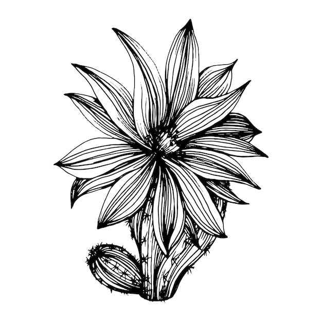 Vector cactus sketch for logo floral succulent plants tattoo highly detailed in line art style