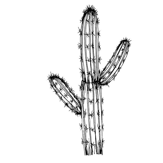 Cactus sketch for logo Floral succulent plants tattoo highly detailed in line art style