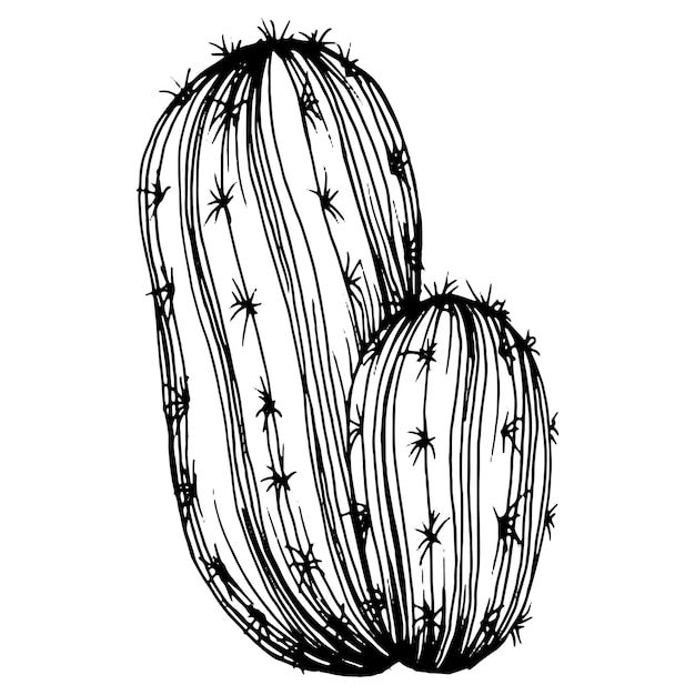 Schizzo di cactus per il logo tatuaggio di piante grasse floreali molto dettagliato in stile line art