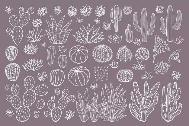 Vector cactus succulent collection. cacti sketchy style pastel background. hand drawn cactuses  illustration