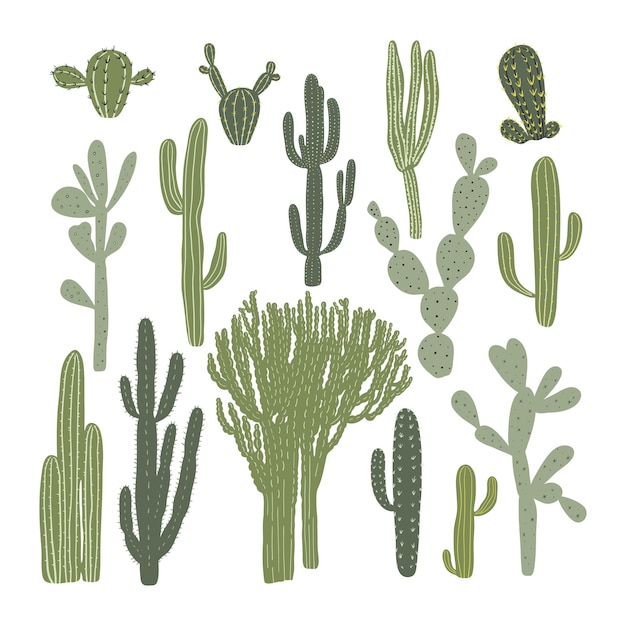 Collezione di cactus e succulente illustrazione semplice disegnata a mano